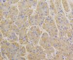 BAP31 Antibody in Immunohistochemistry (Paraffin) (IHC (P))