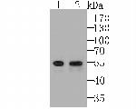 EGR2 Recombinant Rabbit Monoclonal Antibody (JG78-39)
