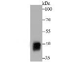 Alcohol Dehydrogenase 1A Antibody in Western Blot (WB)