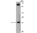 NDUFA13 Antibody in Western Blot (WB)