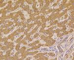 HSPE1 Recombinant Rabbit Monoclonal Antibody (JG82-34)