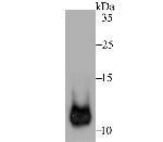 HSPE1 Antibody in Western Blot (WB)