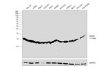 HSPE1 Antibody in Western Blot (WB)