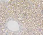 XDH Recombinant Rabbit Monoclonal Antibody (JG38-40)