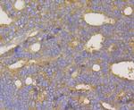 UPF1 Antibody in Immunohistochemistry (Paraffin) (IHC (P))