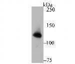 UPF1 Antibody in Western Blot (WB)