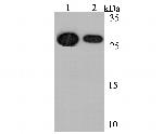 CDX1 Antibody in Western Blot (WB)