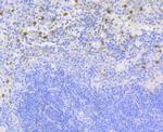 NCF2 Recombinant Rabbit Monoclonal Antibody (JG86-31)