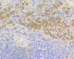 NCF2 Antibody in Immunohistochemistry (Paraffin) (IHC (P))