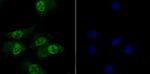 TNPO3 Antibody in Immunocytochemistry (ICC/IF)