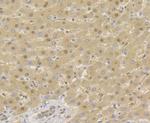 TNPO3 Antibody in Immunohistochemistry (Paraffin) (IHC (P))