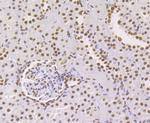 NONO Antibody in Immunohistochemistry (Paraffin) (IHC (P))