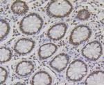 NONO Antibody in Immunohistochemistry (Paraffin) (IHC (P))