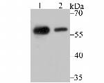 NONO Antibody in Western Blot (WB)