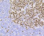 CAF1 p60 Antibody in Immunohistochemistry (Paraffin) (IHC (P))