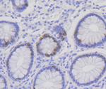 CAF1 p60 Antibody in Immunohistochemistry (Paraffin) (IHC (P))