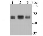 CAF1 p60 Antibody in Western Blot (WB)