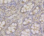 ADAMTS13 Antibody in Immunohistochemistry (Paraffin) (IHC (P))