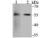 FKBP4 Antibody in Western Blot (WB)