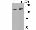 Mgea5 Antibody in Western Blot (WB)