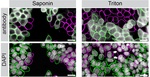 Mgea5 Recombinant Rabbit Monoclonal Antibody (JG40-05)