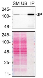 Mgea5 Antibody in Immunoprecipitation (IP)