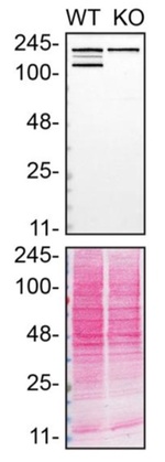 Mgea5 Antibody in Western Blot (WB)