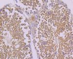 FAAH Antibody in Immunohistochemistry (Paraffin) (IHC (P))