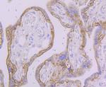 FAAH Antibody in Immunohistochemistry (Paraffin) (IHC (P))