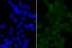 BRD2 Antibody in Immunocytochemistry (ICC/IF)