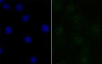 BANF1 Recombinant Rabbit Monoclonal Antibody (JG40-43)