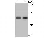 TAP Antibody in Western Blot (WB)