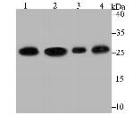 PGAM1 Antibody in Western Blot (WB)