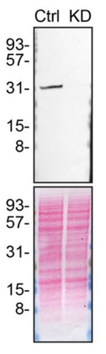 Syntenin 1 Antibody
