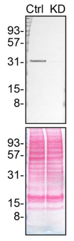 Syntenin 1 Antibody in Western Blot (WB)