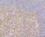 Syntenin 1 Antibody in Immunohistochemistry (Paraffin) (IHC (P))