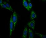 Aconitase 2 Antibody in Immunocytochemistry (ICC/IF)