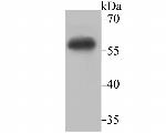 IMPDH2 Antibody in Western Blot (WB)