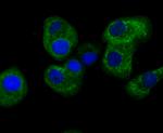 FIS1 Antibody in Immunocytochemistry (ICC/IF)