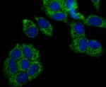 FIS1 Antibody in Immunocytochemistry (ICC/IF)