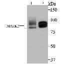 MARK2 Antibody in Western Blot (WB)