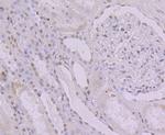 KHSRP Antibody in Immunohistochemistry (Paraffin) (IHC (P))