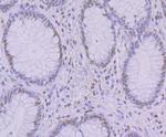 KHSRP Antibody in Immunohistochemistry (Paraffin) (IHC (P))