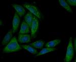 MARK3 Antibody in Immunocytochemistry (ICC/IF)