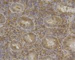 PP1 beta Antibody in Immunohistochemistry (Paraffin) (IHC (P))
