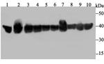 PP1 beta Antibody in Western Blot (WB)