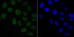 SAM68 Recombinant Rabbit Monoclonal Antibody (JE47-15)