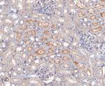 GNB2 Antibody in Immunohistochemistry (Paraffin) (IHC (P))