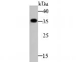 GNB2 Antibody in Western Blot (WB)