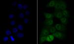 COPS3 Recombinant Rabbit Monoclonal Antibody (JE47-48)